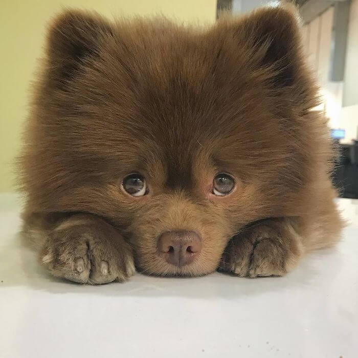 El encantador Pomerania fue abandonado por el criador cuando solo tenía 5 meses. El criador lo consideró "demasiado grande para vender", dejando al pobre perro sin hogar.