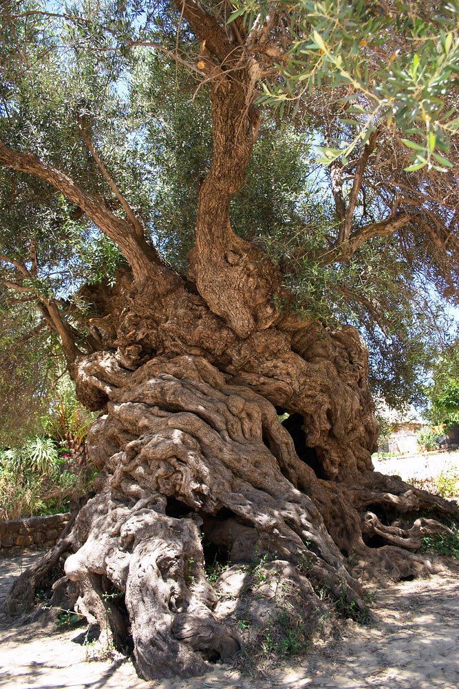 Este olivo de Grecia es considerado el más antiguo del mundo con una edad estimada de 4.000 años.