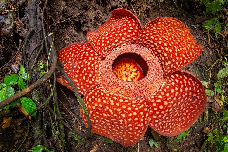 La ‘flor más grande del mundo’, que mide casi 4 pies de ancho y huele a CARNE PODRIDA, florece en la selva tropical de Indonesia