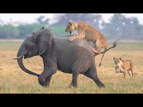 la valiente madre elefante fue muy atacada por hienas mientras luchaba para proteger a su enorme elefante bebé