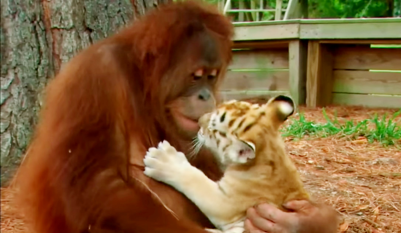 Criando a un cachorro de tigre huérfano, el acto de crianza compasivo y conmovedor de un mono viejo ha recibido mucho amor del público (VIDEO)