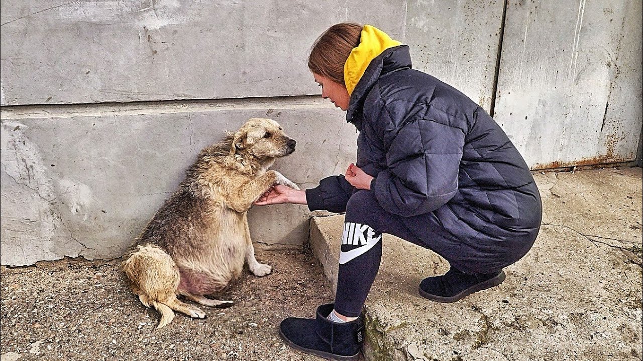 The story of this abandoned dog is truly moving and reminds us of the importance of compassion towards animals.