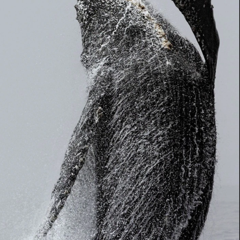 “El momento asombroso de una ballena emergiendo en la superficie y retorciéndose ante la presencia humana.” – ZINZIX