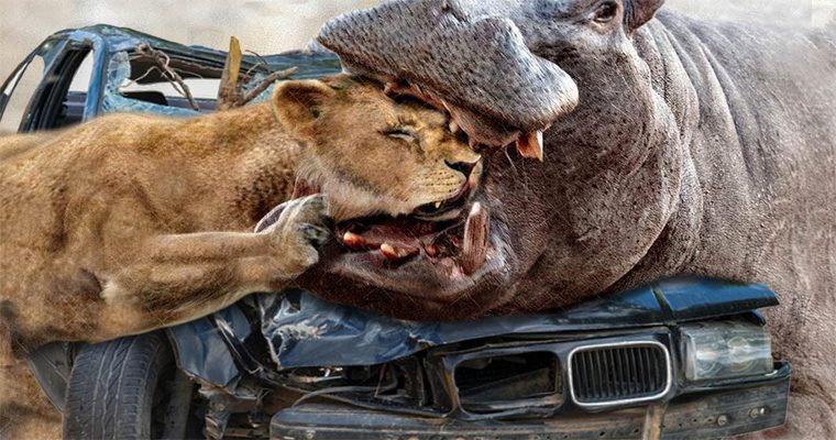 “Un hipopótamo enojado ataca a un león y aplasta autos en el parque de vida silvestre en Sudáfrica: turistas atónitos por demostración de fuerza y agresividad.” – ZINZIX