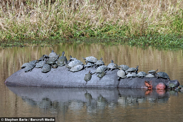 Impresionante imagen de más de 30 tortugas trepando por la espalda del hipopótamo mientras se sumerge en el río.