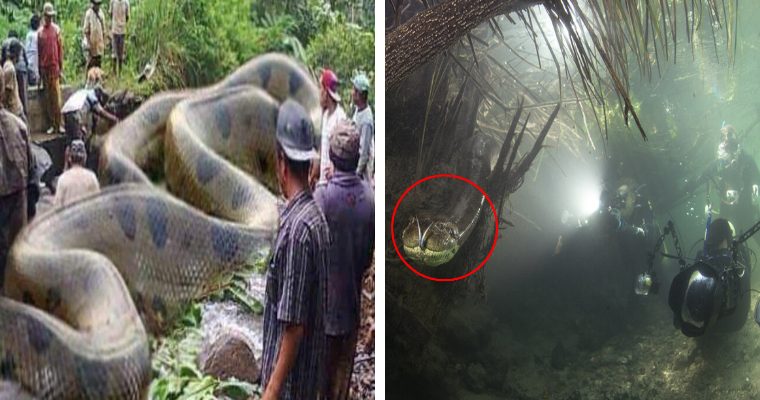 Pitón gigante 3 veces más grande que humanos en el Amazonas