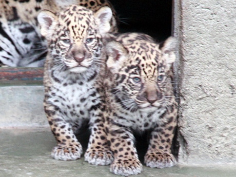 Permiso de mamá: twin Leopard Cubs Venture al aire libre en el zoológico tennoji