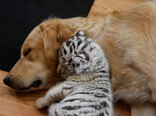 El amor de una madre no discrimina entre especies: una madre perra que cuida cachorros de tigre huérfanos como el suyo hace que todos se emöcionen (vídeo)