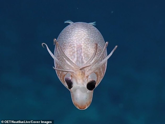 Un adorable ‘calamar lechón’ es avistado a 1.000 millas al sur de Hawaii por científicos en una expedición a aguas profundas a 4.500 pies bajo el nivel del mar.