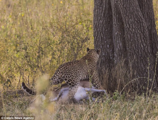 La victoriosa caza del antílope del leopardo concluye con un almuerzo sereno entre los árboles.