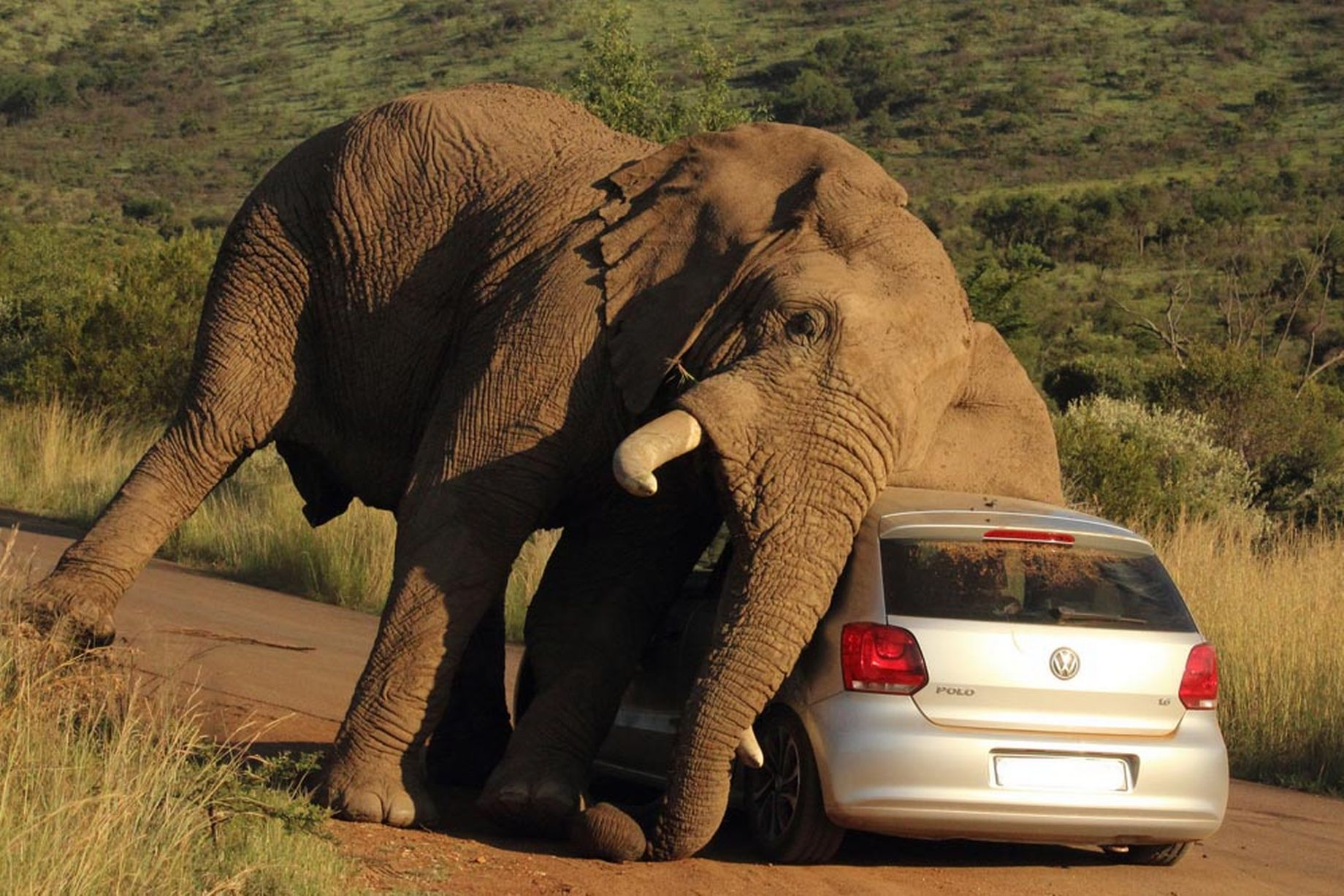 Mientras un nuevo elefante en Sudáfrica se enoja, los turistas permanecen en sus vehículos