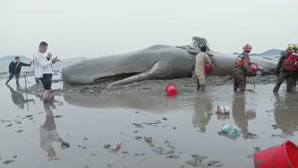 Una misión de rescate de 20 horas salva la vida de una ballena varada que pesa 10 toneladas