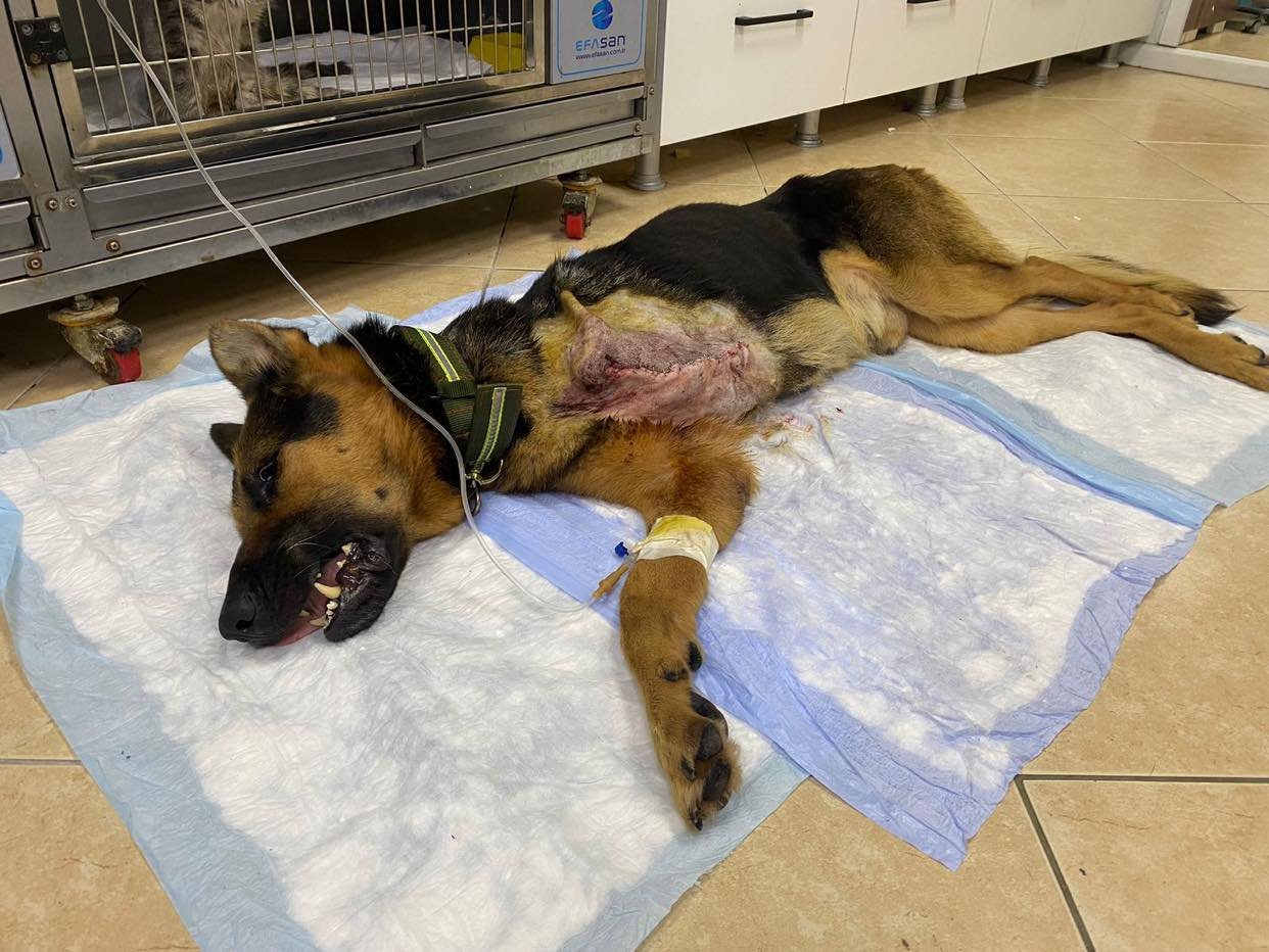 Un perro mayor que padecía cáncer de huesos soportó una ʋida encadenado sin comida ni agua en el patio traserö de un individuo ebrio.