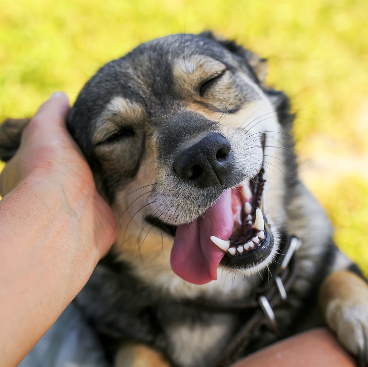 El alegre encanto de los caninos: expresionҽs faciales encantadoras y entrañables