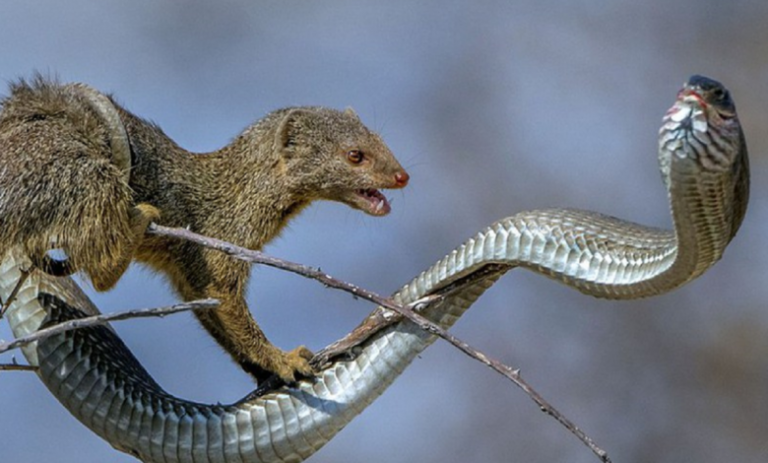 “Revelando la sorprendente desaparición de una peculiar serpiente arbórea Pisnus”