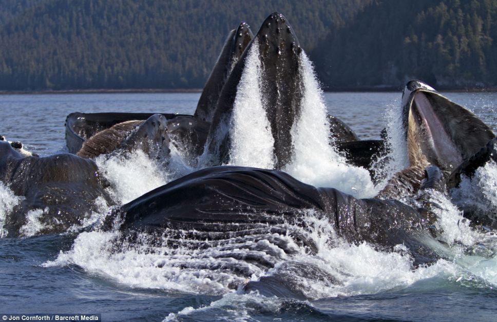 Imágenes asombrosas capturan a los gentiles gigantes del océano en pleno vuelo mientras se alimentan de Alaska