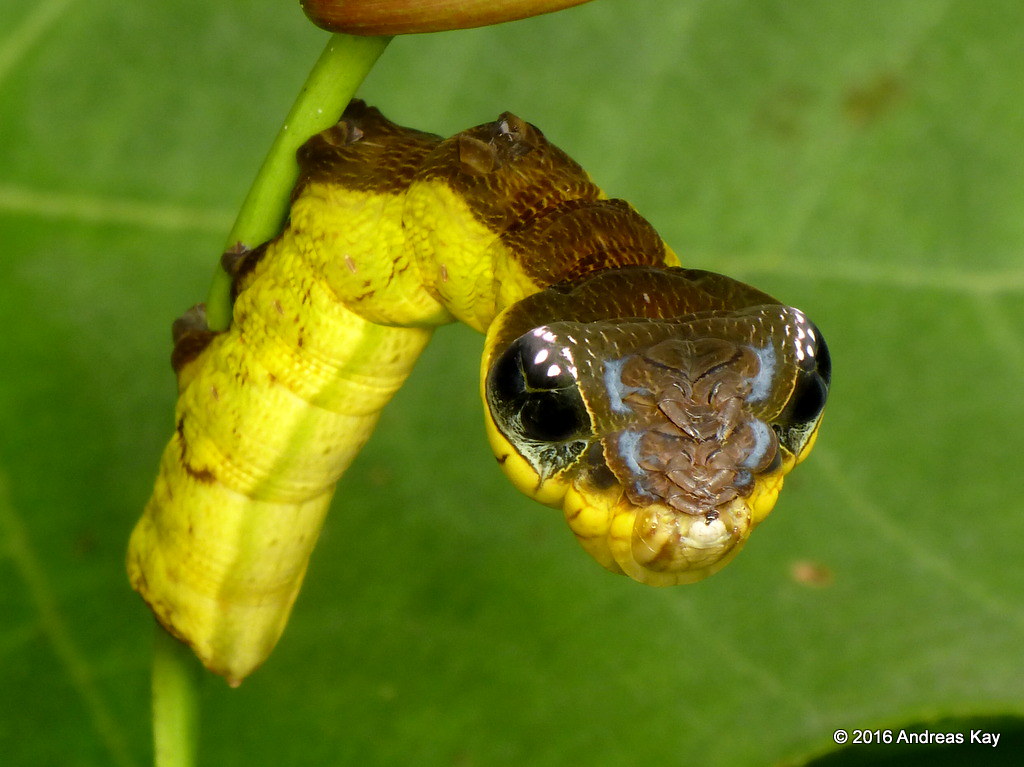 Cuando se ve amenazada, esta oruga adquiere la apariencia de una serpiente venenosa