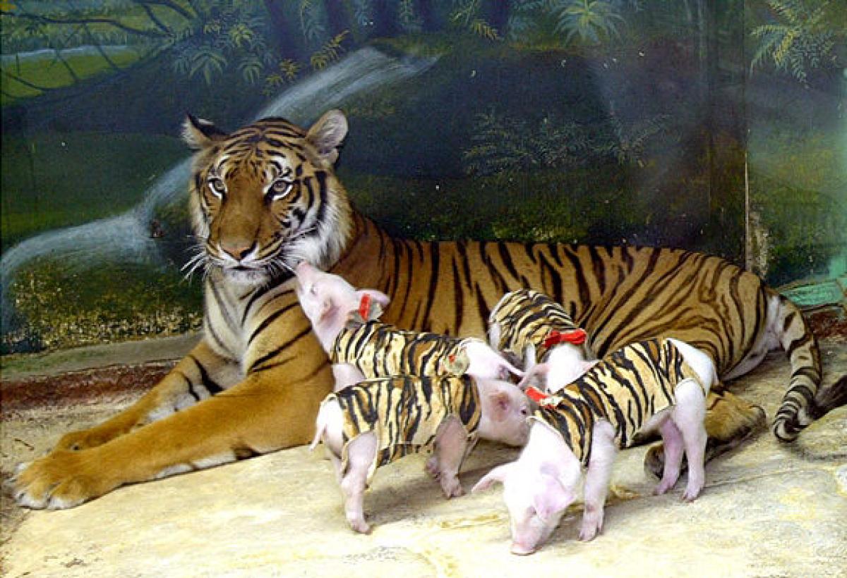Conmovedora historia de un tigre que adoptó lechones abandonados como padre sustituto