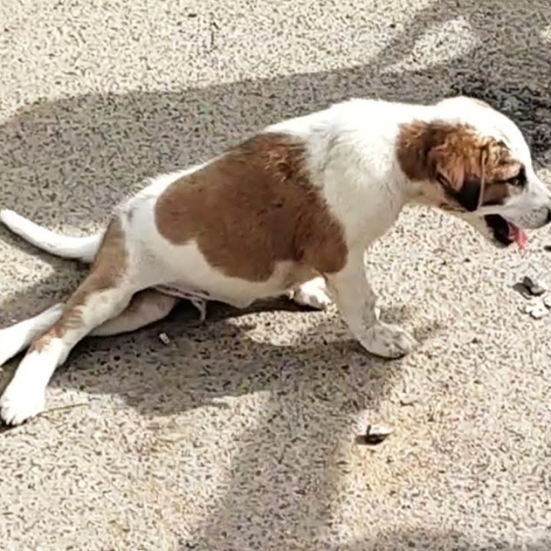 🐕✨ El increíble perro que superó la adversidad tras fracturarse las patas traseras: Su poder de supervivencia y el amor incondicional le dieron una nueva vida llena de alegría junto a otro perro en la misma situación