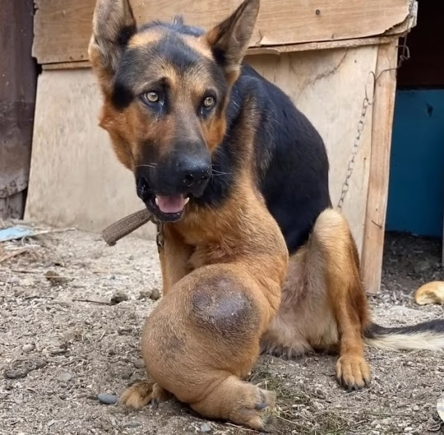 🐕💔 Tragedia de vida: Un perro anciano lucha contra el cáncer de huesos, buscando la misericordia de quienes puedan rescatarlo. Una historia de amor incondicional que te hará reflexionar