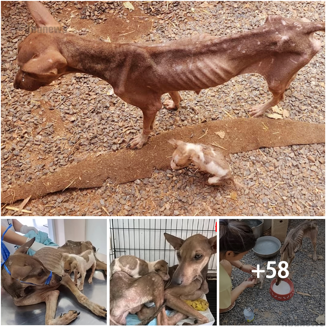 🐕💔 Una historia de supervivencia: Una perra y sus cachorros atrapados en una casa abandonada, luchando contra la desnutrición y el hambre mientras se aferran a la esperanza